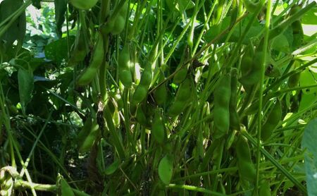 【テレビで話題！】兵庫の新品種黒枝豆 ひかり姫 兵庫県 万願寺産 1.5kg 野菜 国産野菜 大粒 甘味 コク 秋の味覚 旬の野菜 産地直送 つまみ