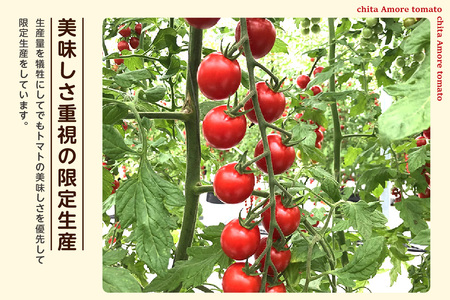 有機栽培ミニトマト　知多アモーレトマト　約500g 甘い 濃い 旨味 安心 栄養 リコピン 高糖度 フルーツトマト 有機肥料 化学肥料不使用 袋培地栽培 野菜 お取り寄せ 愛知県 知多市 知多半島 特
