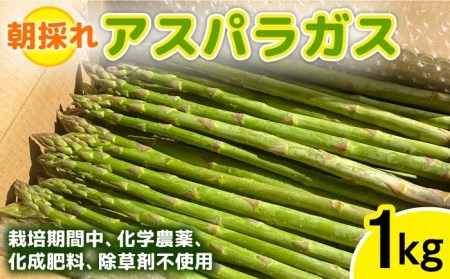 【先行受付】栽培期間中農薬不使用！ 朝採れのアスパラガス 1kg 【2026年3月中旬以降順次発送】糸島市 / 髙橋農園 [ANM001]