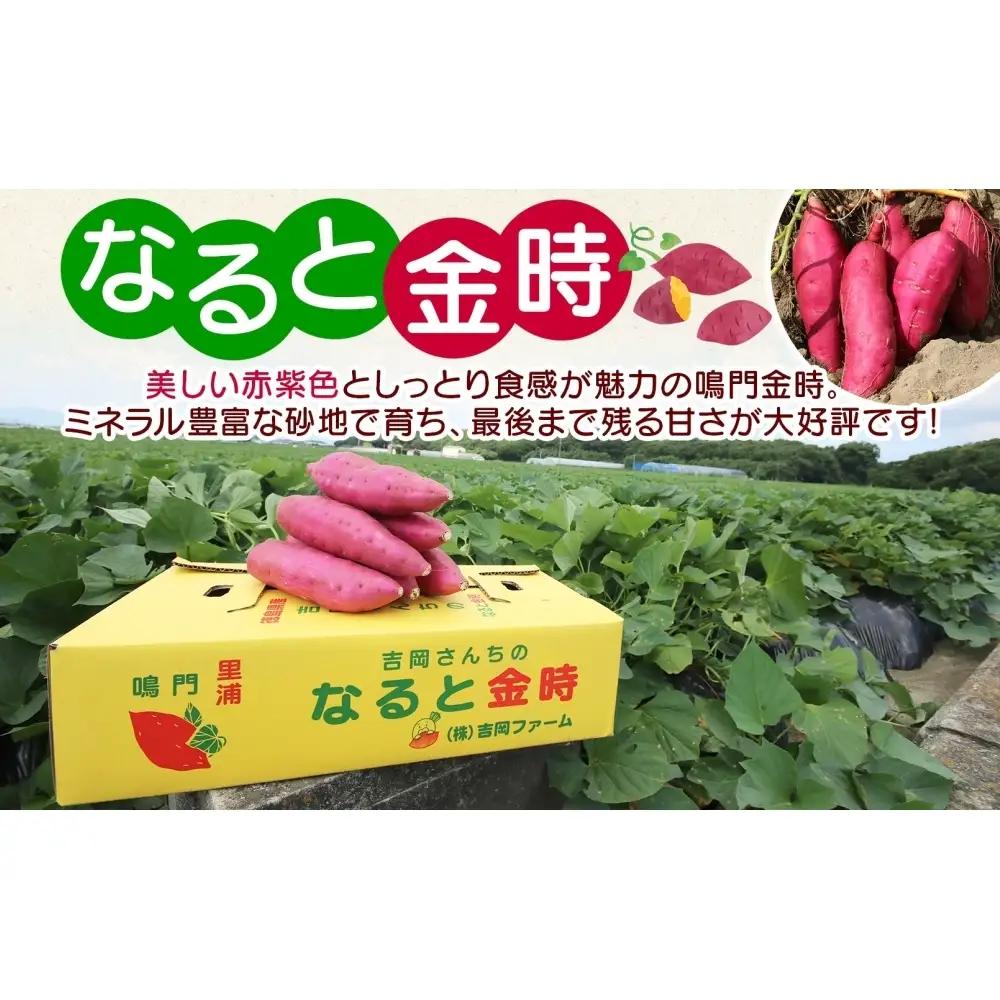 【予約受付中・2026年10月頃より順次発送】吉岡ファームのなると金時満喫セット【ギフト】