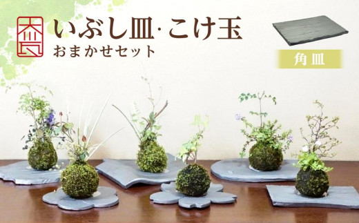 
いぶし皿（角皿）・こけ玉おまかせ　セット
