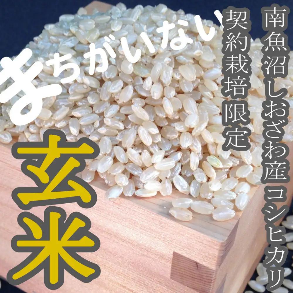 【令和8年　新米予約】【定期便】玄米 生産者限定 南魚沼しおざわ産コシヒカリ10Kg×3ヶ月 | コシヒカリ【2026年10月上旬より1ヶ月以内に順次発送予定】