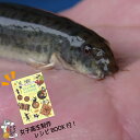 【ふるさと納税】やすぎ どじょう 250g （約50～60匹） 活魚 食用 冷蔵 島根県安来市産 （女子高生制作 どじょう料理 レシピ BOOK付き）