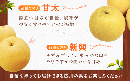 【★先行予約★　8月下旬発送開始】フルーツ詰合せ（シャインマスカット3パック＆梨3個）　広川町 / JAふくおか八女農産物直売所どろや[AFAB088]