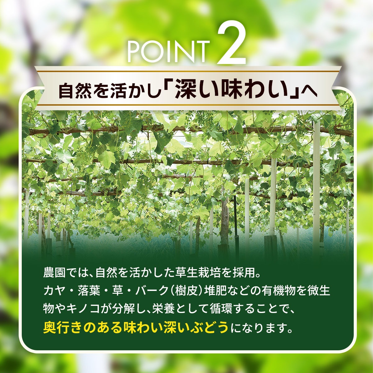 【2026年の先行予約】 岡山　花笑み農園の『ニューピオーネ』500g以上(中1房)　P-中1 / 岡山 真庭 ピオーネ 真庭市 葡萄 果物 フルーツ 濃厚ピオーネ 2026年9月上旬～ 受付順に発送