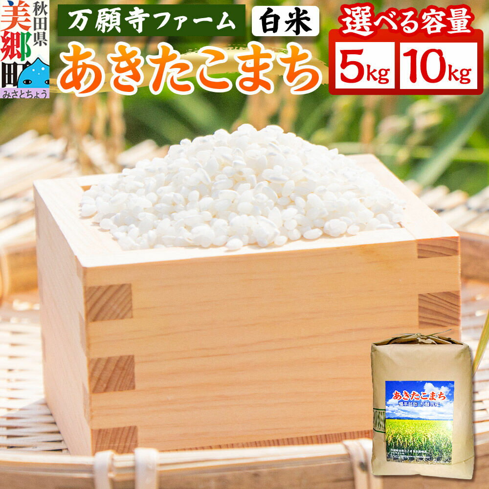 【ふるさと納税】米 万願寺産 令和7年産 あきたこまち 白米 【選べる容量 5kg・10kg】 秋田県産 [あきたこまち 秋田こまち 秋田県産 白米 精米]