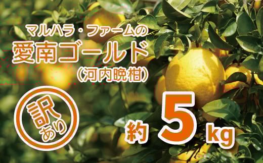 
            訳あり 河内晩柑 5kg サイズミックス 7000円 みかん かわちばんかん ミカン mikan わけあり 愛南ゴールド あいなん ゴールド 美生柑 文旦 派生 和製 グレープフルーツ 産地直送 国産 農家直送 減農薬 期間限定 数量限定 特産品 人気 限定 おいしい 小玉 含む 果物 柑橘 蜜柑 ビタミン アイス ゼリー ジュース 等に 美容 規格外 マルハラファーム 愛南町 愛媛県
          