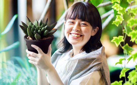 観葉植物 10鉢セット[APCJ001] 観葉植物 