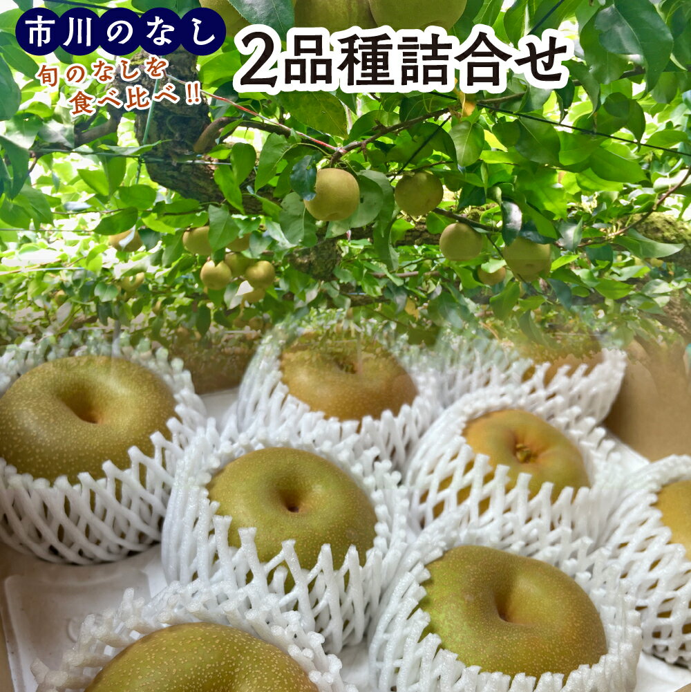 【ふるさと納税】市川のなし「2品種詰め合わせ」　3kg（5～9玉）　【12203-0441】 なし ナシ 市川のなし 果物 くだもの フルーツ 市川市 村越新四郎梨園