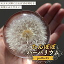 【ふるさと納税】 ＜pallo 65＞ たんぽぽハーバリウム 綿毛 たんぽぽ ハーバリウム 贈り物 ギフト インテリア 雑貨 F24N-427