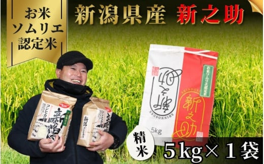 《先行予約》令和7年産新米【お米ソムリエのお米】新之助 精米 5kg（5kg×1袋）新潟県 五泉市 エバーグリーン農場