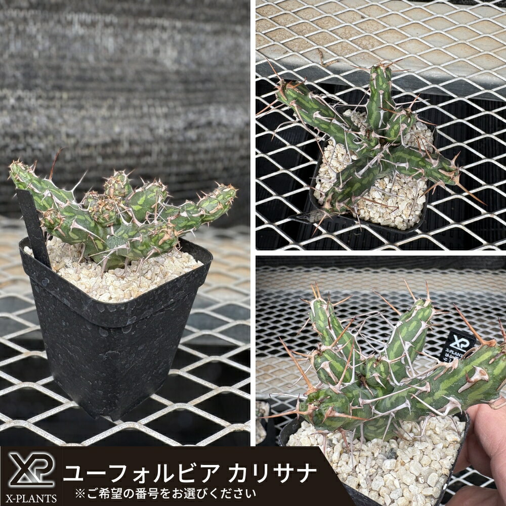 【ふるさと納税】ユーフォルビア カリサナX-PLANTS 珍奇植物 ビザールプランツ 塊根植物
