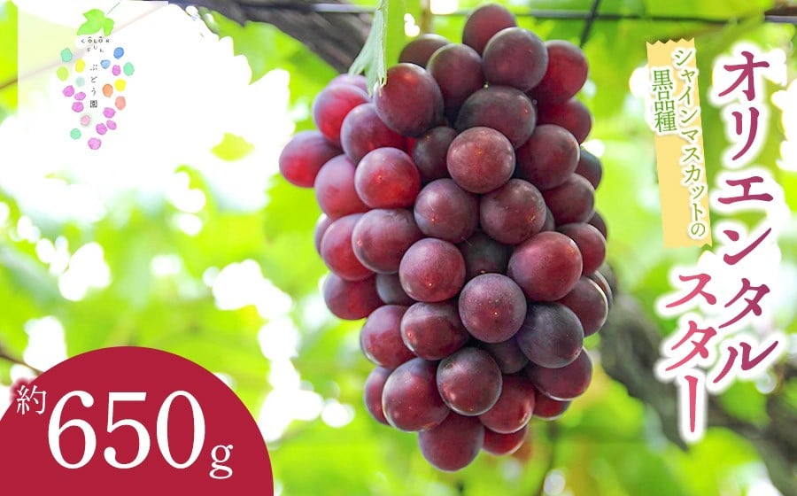 
            【令和8年産先行予約】オリエンタルスター 約650g　カラフルぶどう園
          
