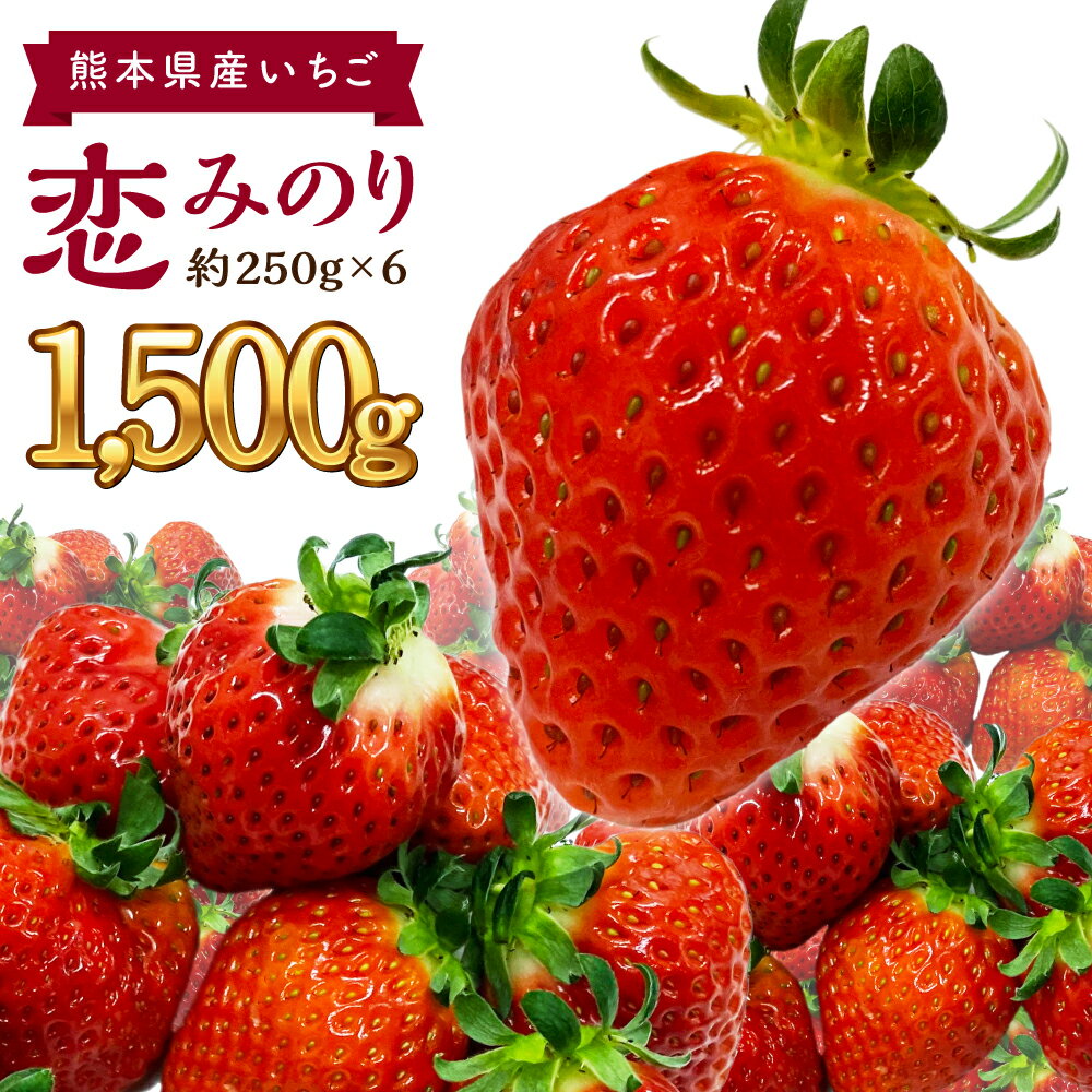 【ふるさと納税】熊本県産 恋みのり いちご 約250g×6パック 九州 熊本県 送料無料 果実 フルーツ イチゴ【2027年1月下旬発送開始】