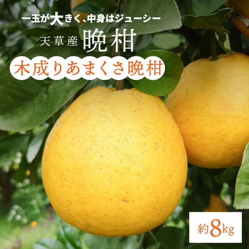 S153-003_熊本県天草産木成りあまくさ晩柑 約8kg