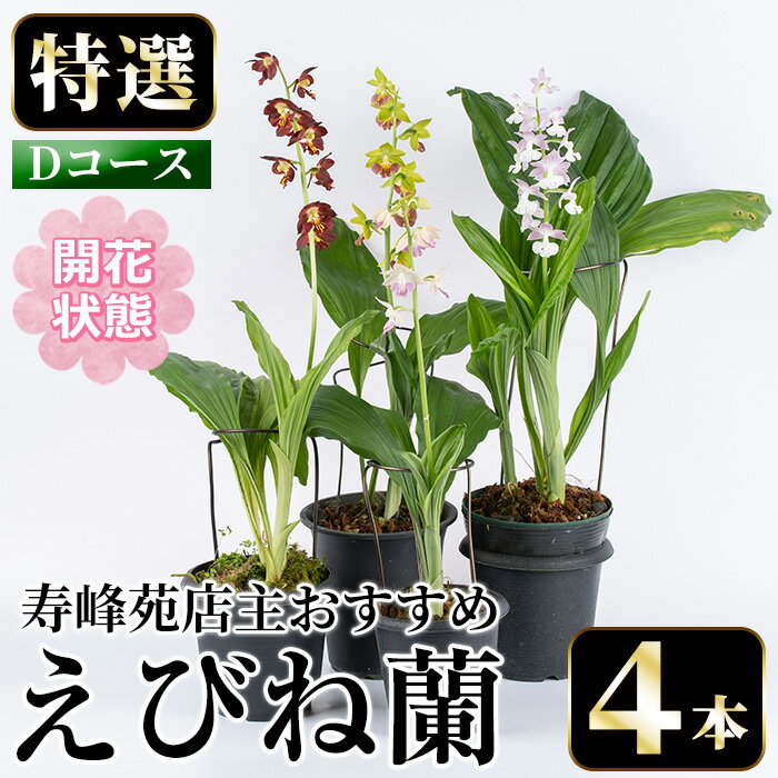 【ふるさと納税】＜先行予約受付中！＞寿峰苑特選えびね蘭 店主おすすめDコース≪開花状態・4本≫ 花 お花 鉢花 生花 蘭 ラン えびね蘭 【寿峰苑】