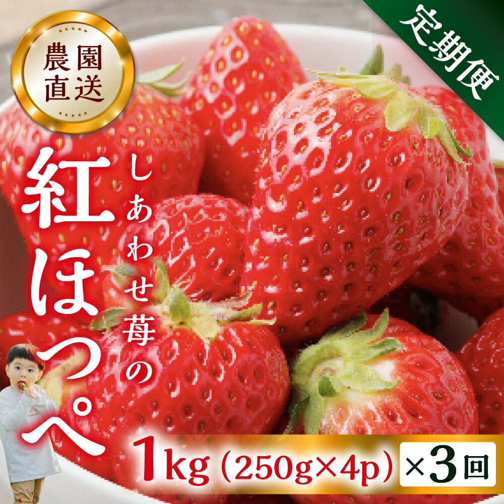 【ふるさと納税】 【定期便3回】自宅用 いちご 紅ほっぺ 1kg (250g × 4p ）3か月 3回 [mt1307]｜フルーツ 果物 スイーツ 苺 いちご イチゴ しあわせ苺 サイズ バラバラ 訳あり 訳アリ 含む 農園直送 送料無料 人気 苺 国産 岐阜県 本巣市 2026年 先行予約 45000円