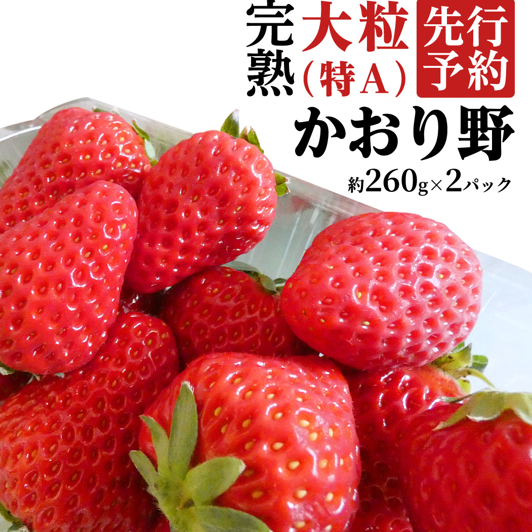 【 2026年1月上旬発送開始 】 完熟 かおり野 260g×2P 国産 いちご イチゴ 苺 果物 フルーツ 茨城県産 KEK [BC024sa]