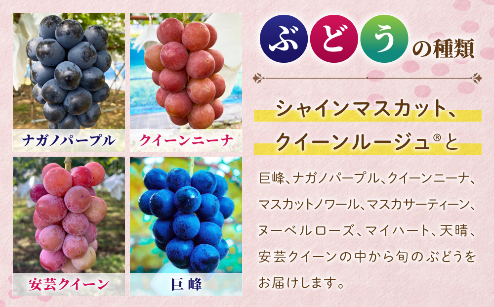 【おぎはら園】農家直送！贈答用3色ぶどうの詰め合わせセット 2kg（4～5房）｜シャインマスカット、種なし巨峰、ナガノパープル 、クイーンニーナ、クイーンルージュ®など　※2025年9月中旬～10月上