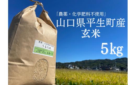 
農薬化学肥料不使用　山口県産🌾玄米（にこまる）🌾　農薬化学肥料不使用　5kg z14-2

