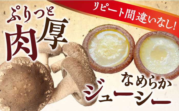 しいたけ【一度食べたら忘れられない】九州で唯一！ 希少な生椎茸 【優品】15枚セット / しいたけ 椎茸 生しいたけ しいたけ シイタケ 生シイタケ きのこ キノコ 茸  shiitake / 南島原
