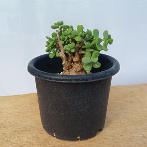 ケラリア・ピグマエア (発根管理済) A006｜観葉植物 コーデックス 盆栽 鉢植え インテリア ハコネコ [0659]