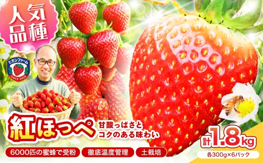 【2027年1月～5月発送予定】【いちご本来の甘酸っぱさを味わう】定番人気 紅ほっぺ 約1.8kg（約300g×2パック×3箱）【配送不可地域：北海道・沖縄・離島】【121C-010-2027】