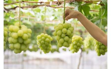 ＜25年発送先行予約＞シャインマスカット4kg 097-021