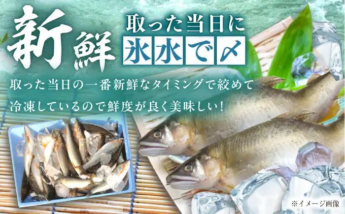 【スピード配送】天然あゆ 18-20cm 10匹 / 恵那市 / 恵那物産館 [AUFS008] あゆ