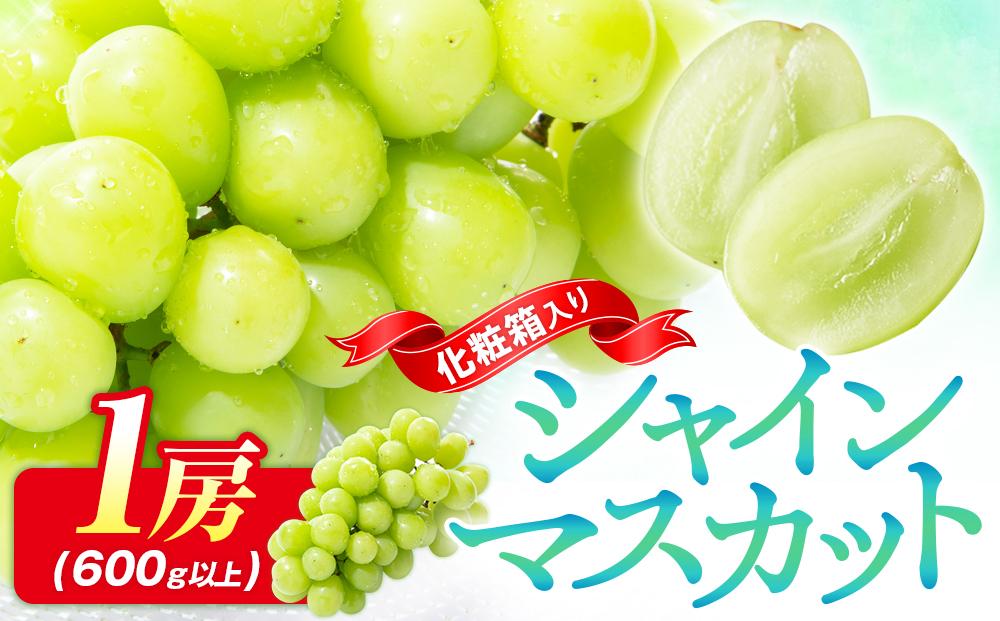 シャインマスカット 化粧箱 1房 ( 600g以上 ) 【2026-8月下旬～2026-9月下旬配送】 372013_T006-130J