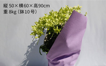 【10セット 限定 】 デンファレ （ 洋蘭 ） 10本 立ち 《糸島》【和饗エコファーム株式会社】 蘭 洋蘭 デンファレ 花 インテリア お祝い 贈り物 [AVI001]