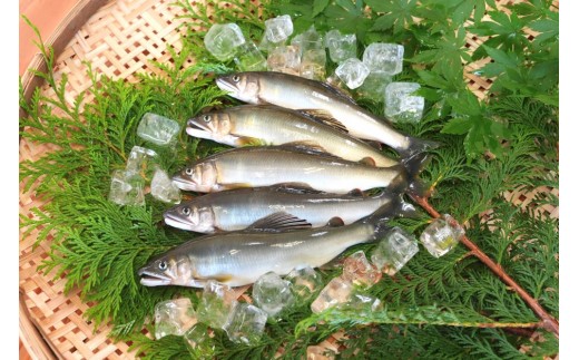 天然鮎 約1kg (7～15尾) こだわりの冷凍 天然 あゆ 川魚 塩焼き 天ぷら 甘露煮 さかな料理 岩手県 北上市 和賀川淡水漁業協同組合 C0621