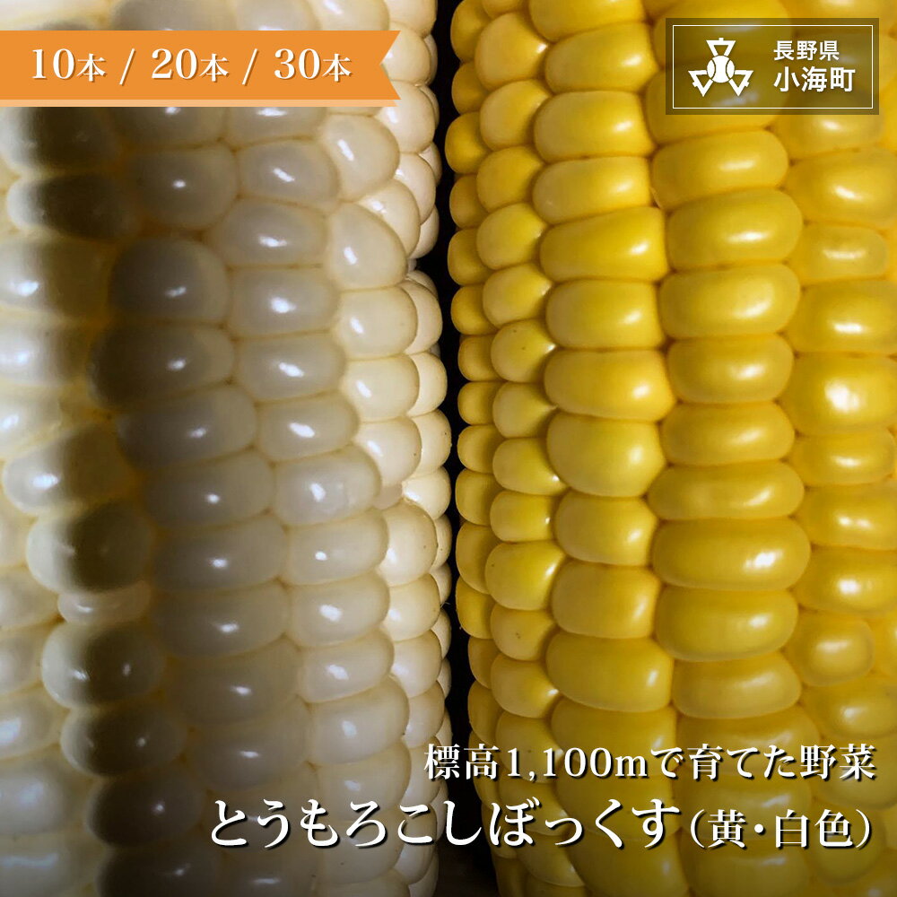 【ふるさと納税】あとくら農園 トウモロコシぼっくす（白色黄色）| 野菜 新鮮 旬 トウモロコシ 10本 20本 30本【 2026年発送 先行予約 】