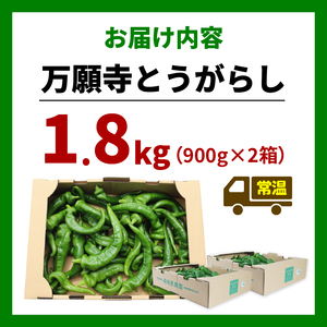 【5月中旬～11月下旬発送】 訳あり 万願寺 とうがらし 1.8kg ( 900g × 2箱 )  京野菜 辛くない 美味しい おいしい 肉厚 甘い 旬 採れたて 逸品 箱入り 伝統野菜 バーベキュー