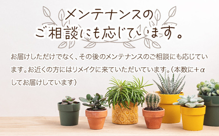 【初心者におすすめ】多肉植物の小苗10本（10種類）セット