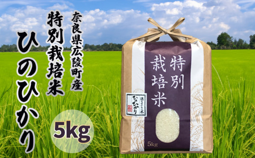 【新米先行受付】【令和7年度産】【11月下旬より順次発送予定】奈良県産　特別栽培米　ひのひかり　5kg/// 特別栽培米 ひのひかり ヒノヒカリ ブランド米 白米 ご飯 お米 大和米 おにぎり おむすび 安心 安全 美味しい 人気 直送 奈良県 広陵町
