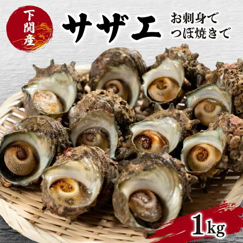 サザエ 1kg 冷凍 下関 サザエ EY