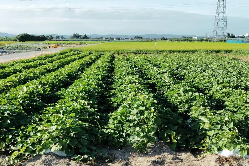 【家庭用】新潟県 加茂市産 きみまろこ 2.5kg 《11月上旬～順次発送》 さつまいも サツマイモ 熟成 甘い 芋 焼き芋 天ぷら スイートポテトに！ 加茂市 織原農園 