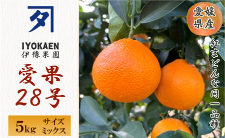 【2026年先行予約】 みかん 愛果28号 サイズミックス  約5kg ご家庭用 【2026年11月下旬から順次発送予定】 紅まどんなと同一品種 愛媛 人気 柑橘 国産 フルーツ 伊豫果園 伊予市｜C
