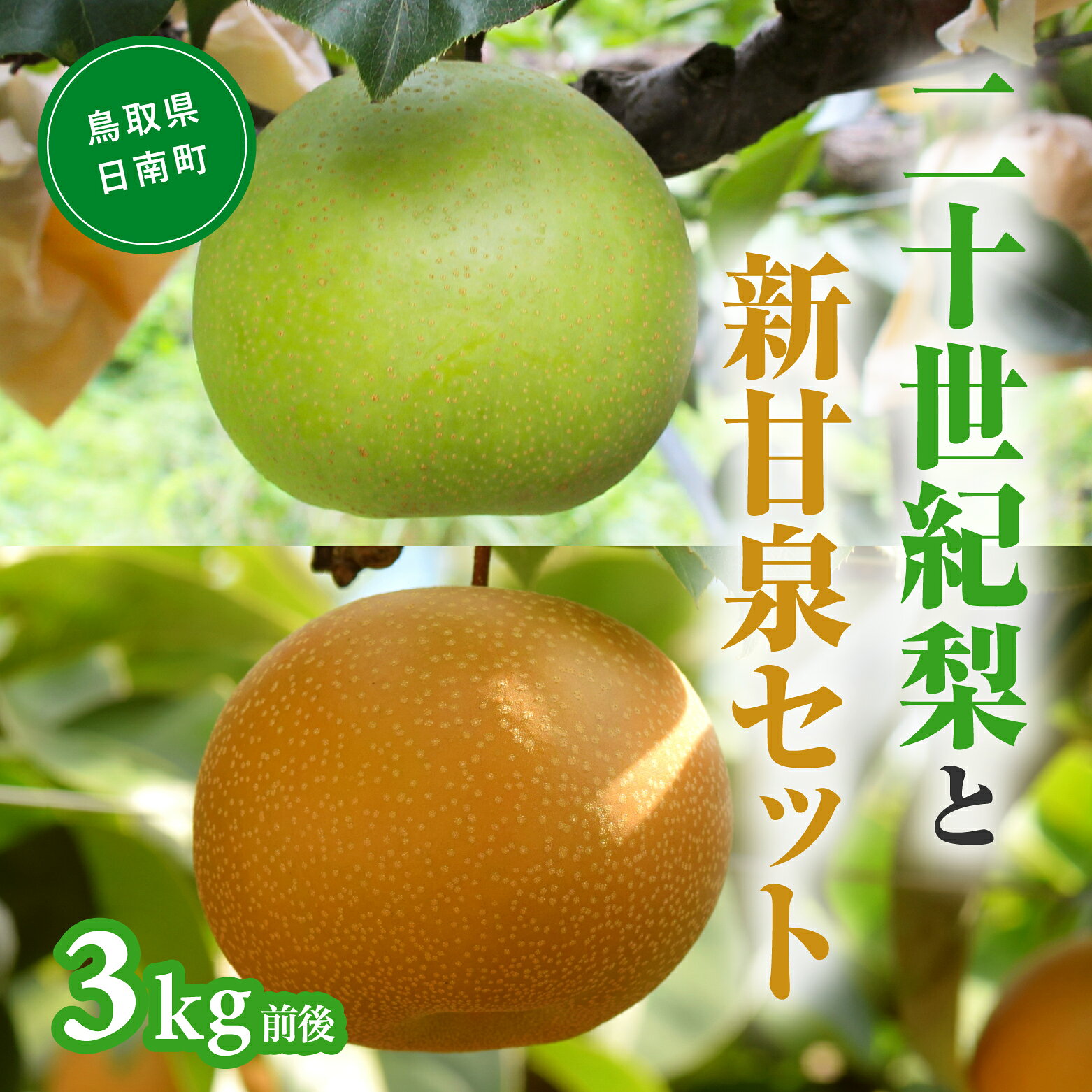 【ふるさと納税】【令和9年産先行予約】2027年 二十世紀梨と新甘泉のセット 3kg前後 梨 なし フルーツ 鳥取 高間商店