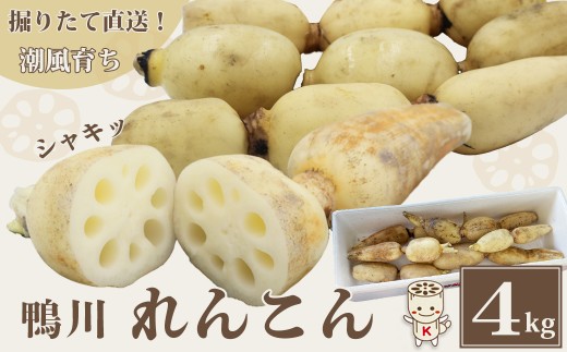 【掘りたて直送!】特別栽培・潮風育ち『鴨川れんこん』４kg《期間限定》《11月より発送》蓮根 れんこん ちばエコ農産物 旬の野菜 直送 掘りたて 新鮮 野菜 地場野菜 千葉県 鴨川産 地元野菜[鴨川れんこん][0014-0022]