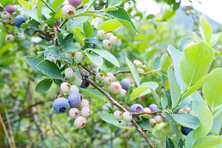 【2024年7月発送】朝どれ「生ブルーベリー」詰め合わせ＜1kg＞【栽培期間中農薬・化学肥料未使用】【配送不可地域：離島】【1210660】