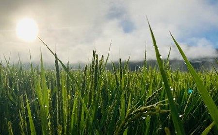 令和7年産 至福のササニシキ（精米）5kg×1袋 米 お米 おこめ 山形県 新庄市 F3S-2414