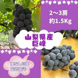 【2026年先行受付】巨峰2～3房(約1.5kg)【配送不可地域：離島】【1667737】
