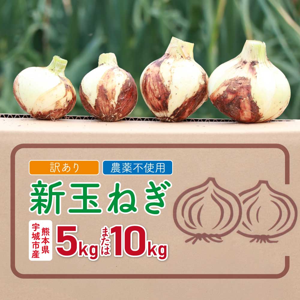 【ふるさと納税】新玉ねぎ 約5kg または 約10kg 訳あり【2026年2月中旬～3月上旬発送】 玉ねぎ たまねぎ 国産 野菜 春野菜 無農薬 サイズ混合 産地直送 産直 数量限定 季節限定 木戸口菜園