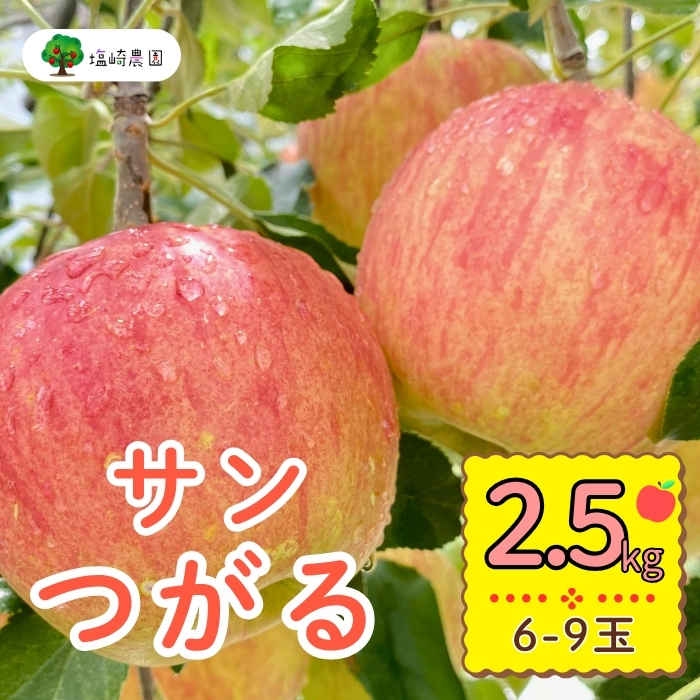 【先行予約】サンつがる【約2.5kg(6−9玉)】(7-A19-1)