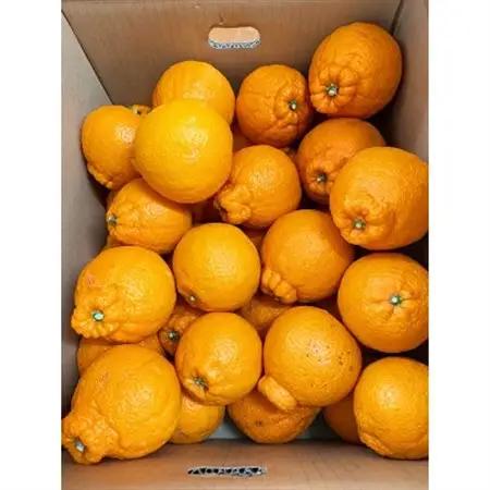 【ご家庭用】紀州有田産不知火(しらぬひ) 約8.5kg【日高町】【1216961】