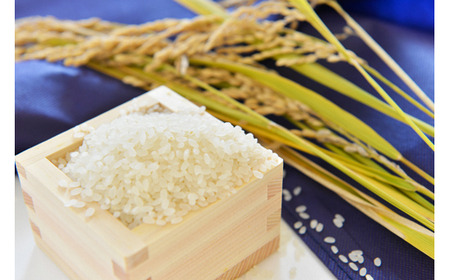 【3月発送】【数量限定】【令和7年産米】鳥取県産 星空舞 10kg（5kg×2袋） パールライス 米 白米