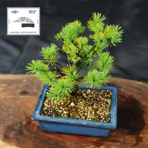 赤石の泉 赤石五葉松（鉢植え） I-30
