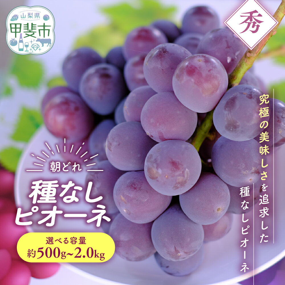 【ふるさと納税】【（2026年/令和8年）発送＜先行予約＞】 種なし ピオーネ 1房 約500g〜約2.0kg 先行予約 先行 予約 山梨県産 産地直送 フルーツ 果物 くだもの ぶどう ブドウ 葡萄 新鮮 人気 おすすめ 国産 贈答 ギフト お取り寄せ 令和8年発送分 山梨 甲斐市 AV-32